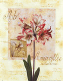 Amaryllis II