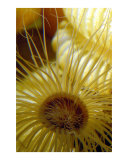 Underwater Sunflower
