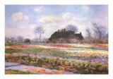 Tulip Fields at Sasenheim