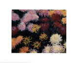 Chrysanthemum  1897