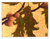 Pin Oak