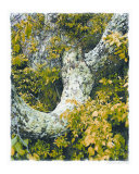 Celidon Tree