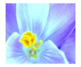 Crocus 36