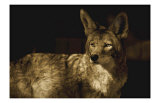 Coyotee West