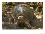 Lonesome George Last Surviver of the Race of the Galapagos Tortoise  Pinta Island  Galapagos