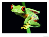 Red-Eyed Tree Frog