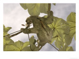 Three-Toed Sloth  Feeding  Costa Rica