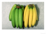 Green and Ripe Bananas