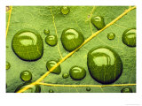 Acid Rainrain Drops on Leaf