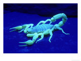 Giant Hairy Scorpion