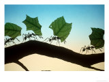 Leaf-Cutting Ants