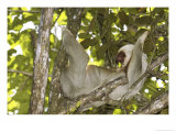 Two-Toed Sloth  Costa Rica