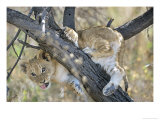 African Lion  Young Cub Climbing Tree  Southern Africa