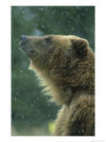 Grizzly Bear  Portrait  USA