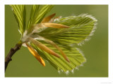 Beech  Leaves Unfurling in Spring