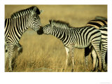 Burchells Zebra Youngster Greeting Mother Botswana  Southern Africa