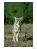 Coyote  Canis Latrans Adult Standing on Forest Edge Yellowstone National Park  Wyoming