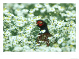 Pheasant  Male in Mayweed  UK