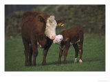 Hereford