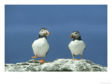 Puffin  Pair on Rock  Scotland