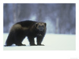 Wolverine  Adult Standing on Snow  Winter