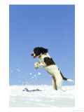 Springer Spaniel (4 Months Old) Jumping in Air to Catch Snow  February  Scotland