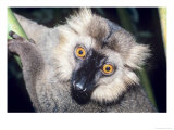Sanfords Lemur  Adult  Dupc