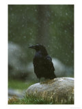 Raven  Perched on Rock in Falling Snow  Yellowstone National Park  USA