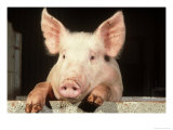 Large White Cross Landrace Pig Peering Over Sty Wall  Yorkshire  UK