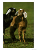 Billy Goat
