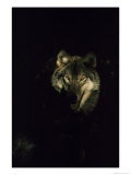 Timber Wolf  USA