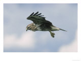 Buzzard in Flight  Wales  UK