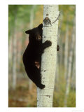 Black Bearursus Americanuscub Sat up Tree  Autumn Foliage