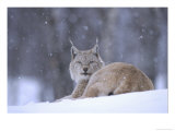European Lynx  Female Resting in Falling Snow  Norway