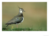 Lapwing  Vanellus Vanellus  Adult Scotland  UK  July