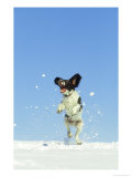 Springer Spaniel (4 Months Old) Jumping in Air to Catch Snow  February  Scotland