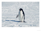 Adelie Penguin in Snow  Antarctica
