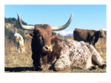 Texas Longhorn  Resting  Colorado  USA