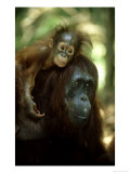 Orangutan  Female and Young  Borneo