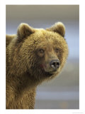 Grizzly Bear  Close up Portrait of Adult  Alaska