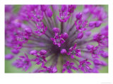 Allium Species  Scotland