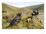 Common Raven  and Camera  Iceland