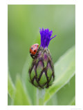 Seven Spot Ladybird on Flower Bud of Cornflower  Scotland