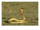 Cape Cobra  Yellow Form  Kalahari Gemsbok National Park  Sa