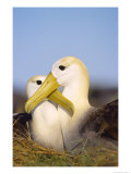Waved Albatross  Pair Bonding  Espanola Island  Galapagos
