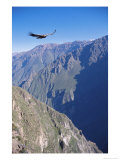 Andean Condor  Juvenile Male in Flight on Morning Thermals  Colca Canyon  Southern Peru