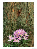 Crocus  Flowers