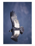 Andean Condor  Adult Female in Flight  Colca Canyon  Southern Peru