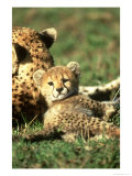 Cheetah  Acinonyx Jubatus Cub Masai Mara Gr  Kenya