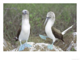 Blue Footed Booby  Elaborate Courtship Dance  Galapagos